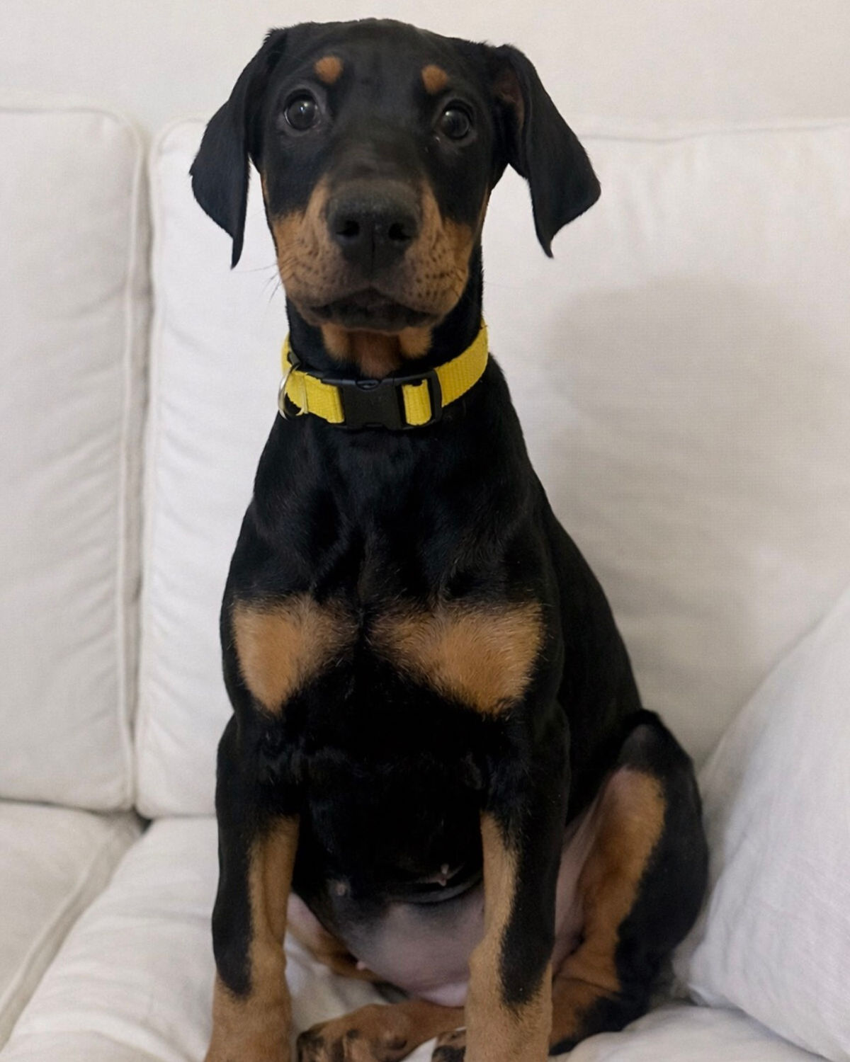 Available Doberman puppy, black and rust male