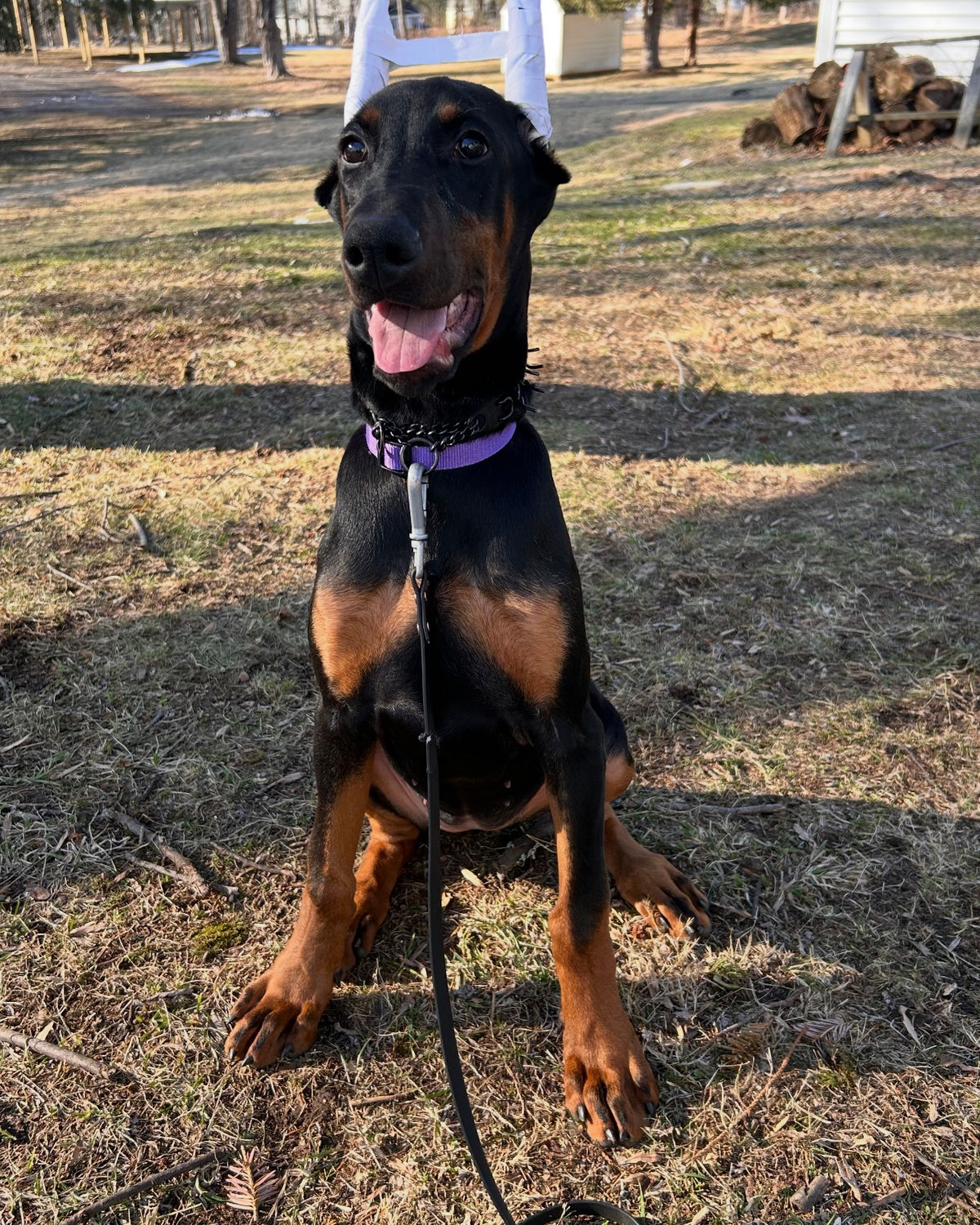 Red Doberman female puppy
