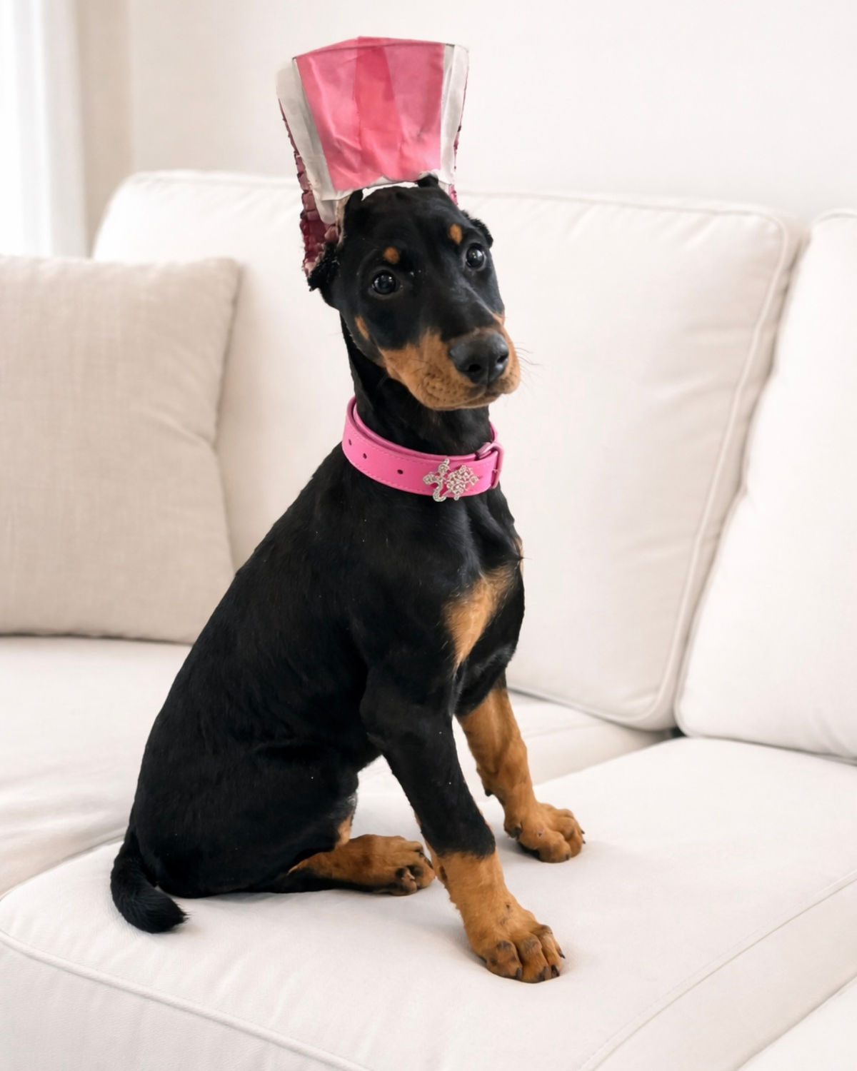 Doberman puppy, pink collar female