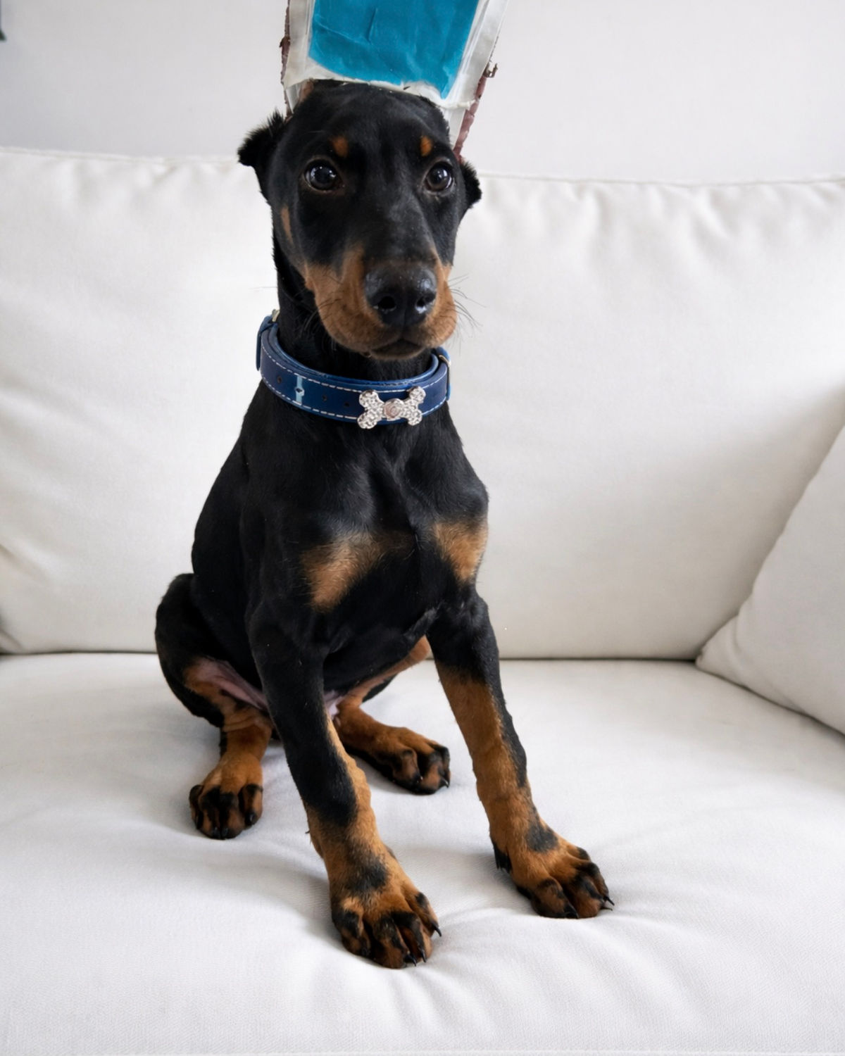 Doberman photograph 1