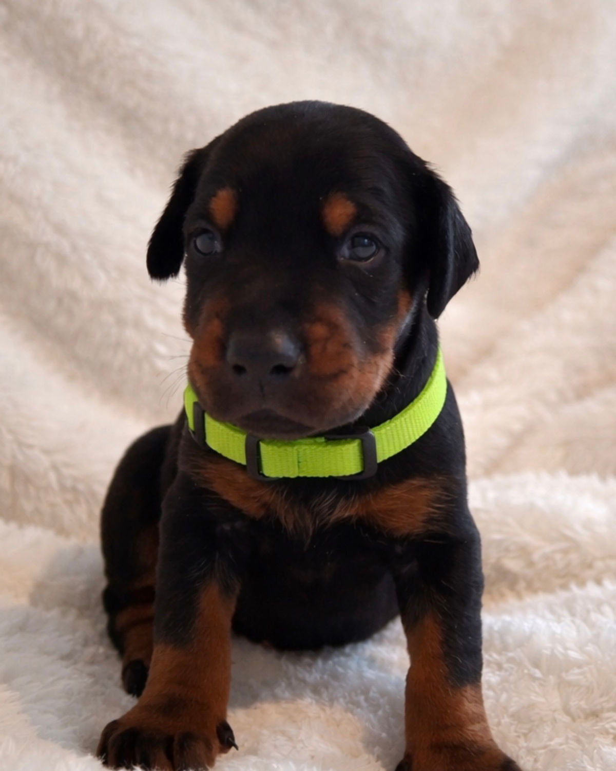 Oakley, started training Doberman puppy