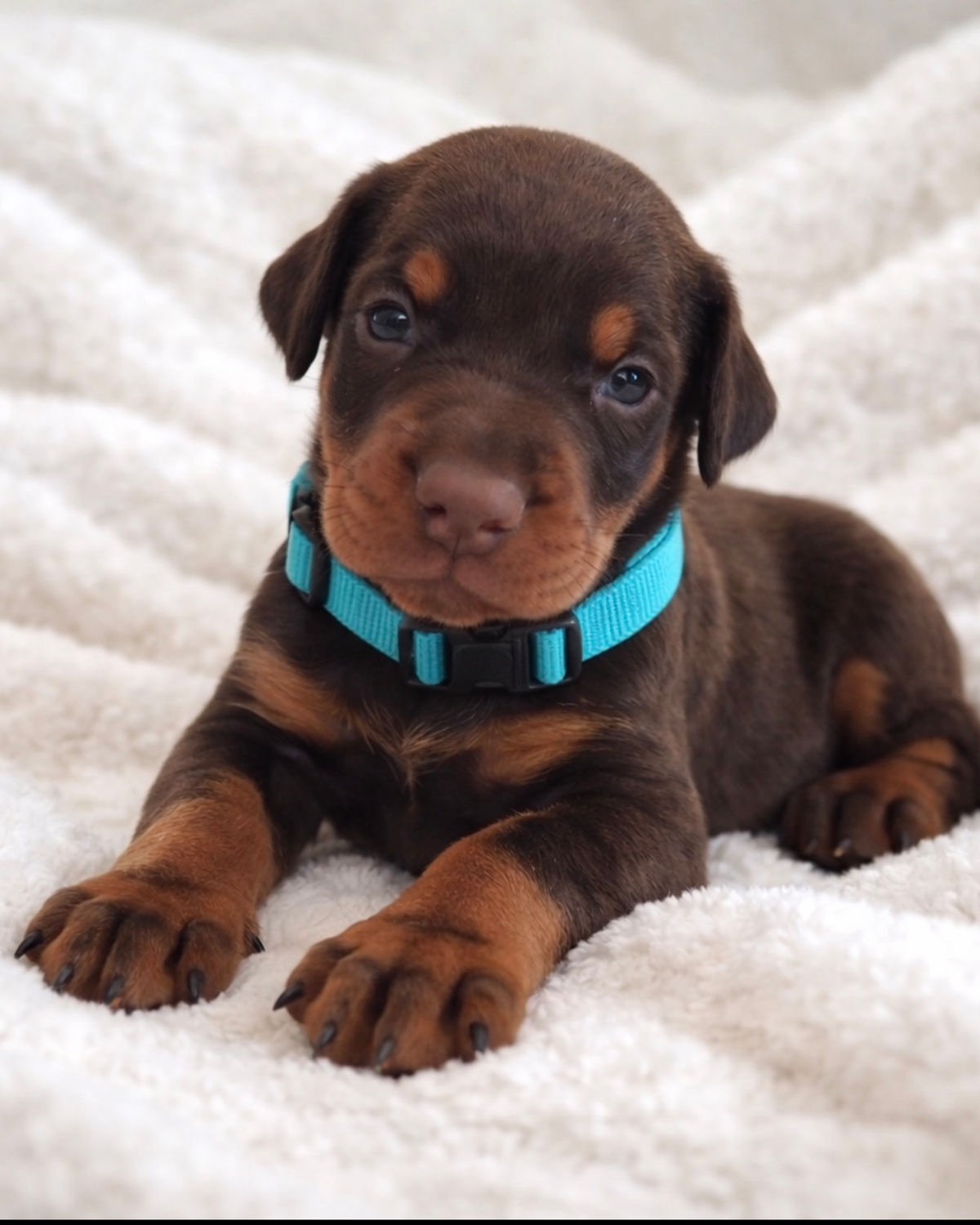 Gray's Dobermans — adult Doberman portrait