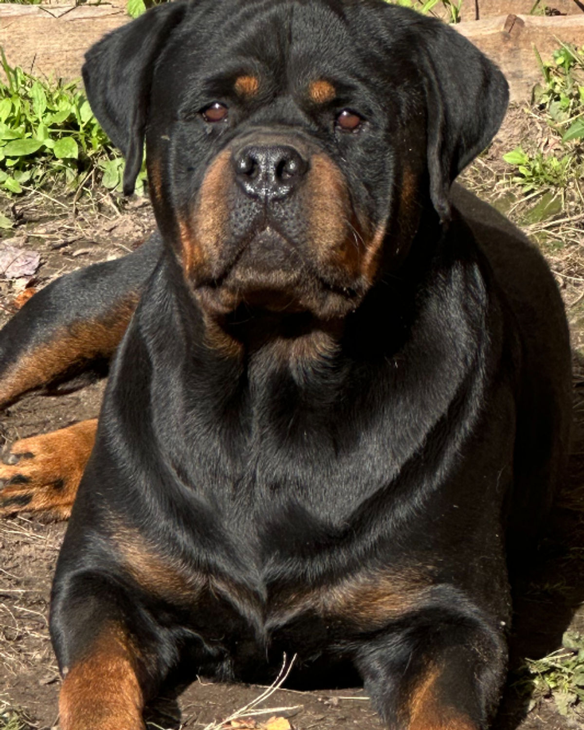 Doberman photograph 3