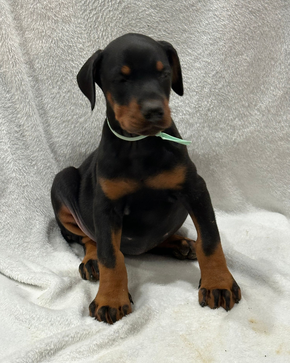 Doberman photograph 2